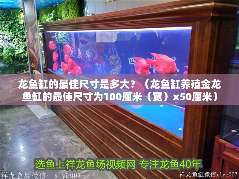 龍魚(yú)缸的最佳尺寸是多大？（龍魚(yú)缸養(yǎng)殖金龍魚(yú)缸的最佳尺寸為100厘米（寬）x50厘米）