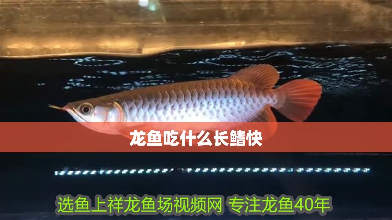 龍魚吃什么長鰭快