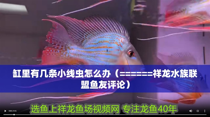 缸里有幾條小線蟲怎么辦（======祥龍水族聯盟魚友評論）