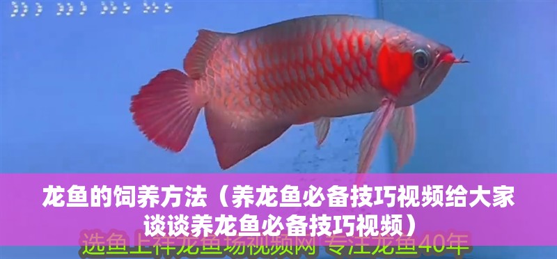 龍魚的飼養(yǎng)方法（養(yǎng)龍魚必備技巧視頻給大家談?wù)勷B(yǎng)龍魚必備技巧視頻）