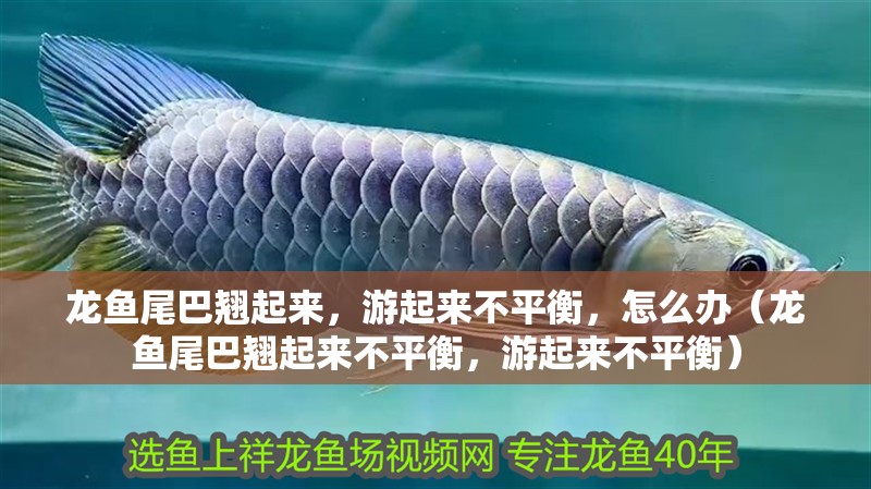 龍魚尾巴翹起來，游起來不平衡，怎么辦（龍魚尾巴翹起來不平衡，游起來不平衡）