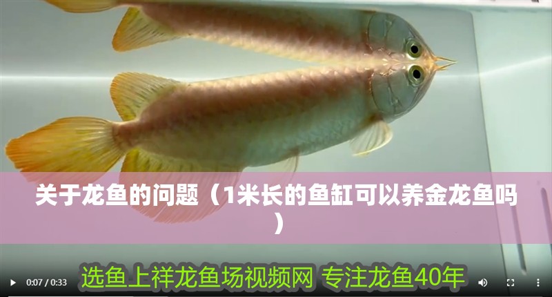 關于龍魚的問題（1米長的魚缸可以養金龍魚嗎）
