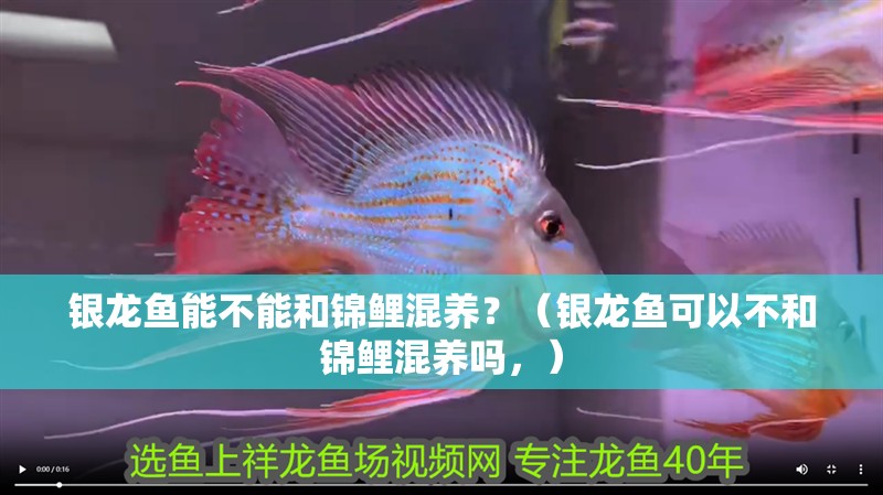 銀龍魚能不能和錦鯉混養？（銀龍魚可以不和錦鯉混養嗎，）