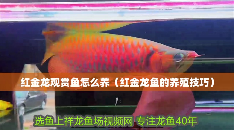 紅金龍觀賞魚怎么養（紅金龍魚的養殖技巧）