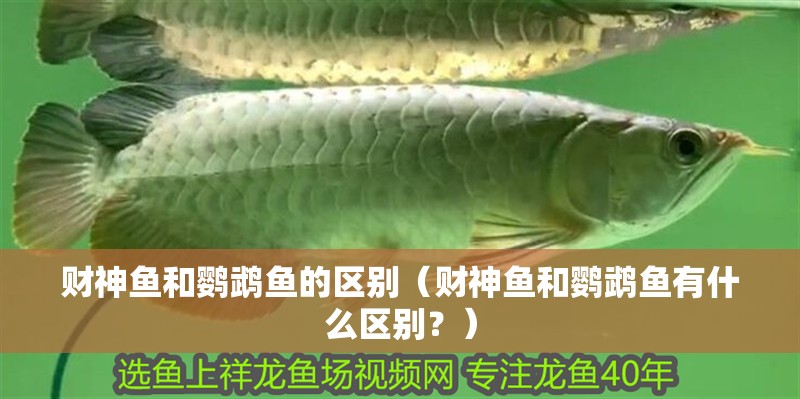 財神魚和鸚鵡魚的區別（財神魚和鸚鵡魚有什么區別？）