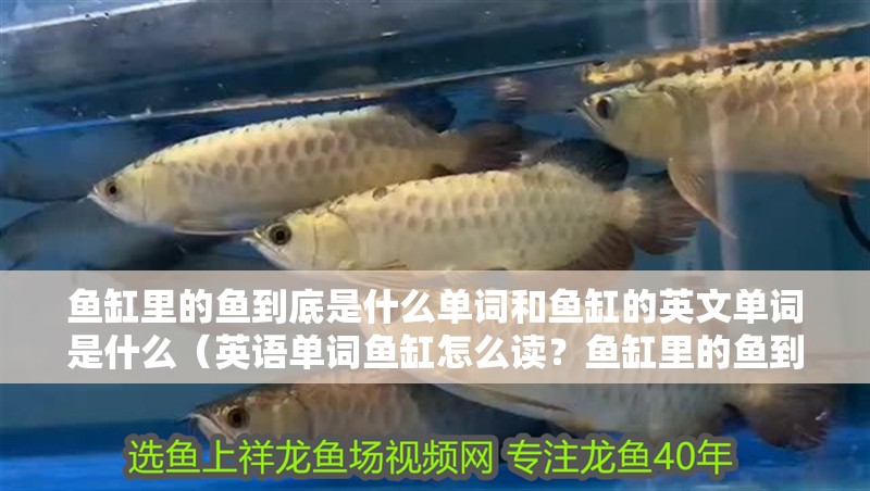 魚缸里的魚到底是什么單詞和魚缸的英文單詞是什么（英語(yǔ)單詞魚缸怎么讀？魚缸里的魚到底是為了什么而活？）