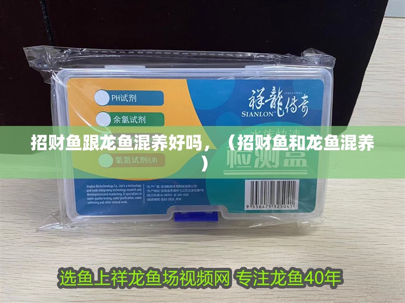 招財(cái)魚跟龍魚混養(yǎng)好嗎，（招財(cái)魚和龍魚混養(yǎng)）