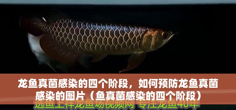 龍魚真菌感染的四個(gè)階段，如何預(yù)防龍魚真菌感染的圖片（魚真菌感染的四個(gè)階段）