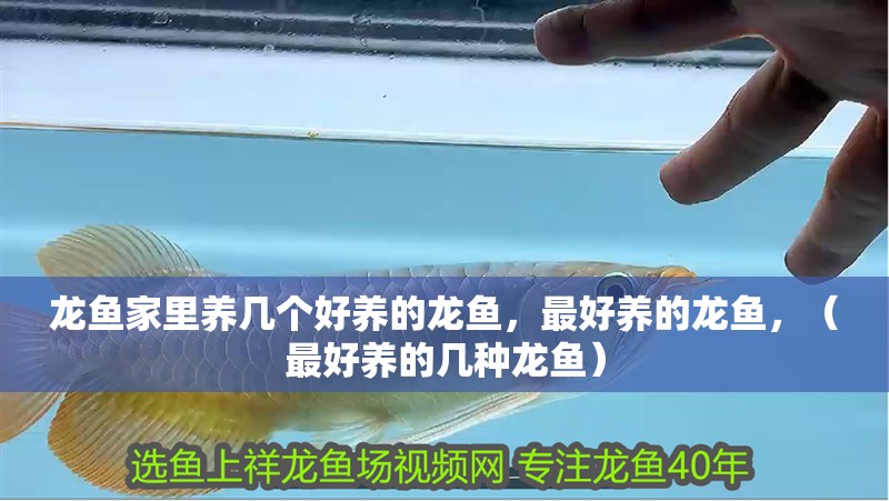 龍魚家里養幾個好養的龍魚，最好養的龍魚，（最好養的幾種龍魚）