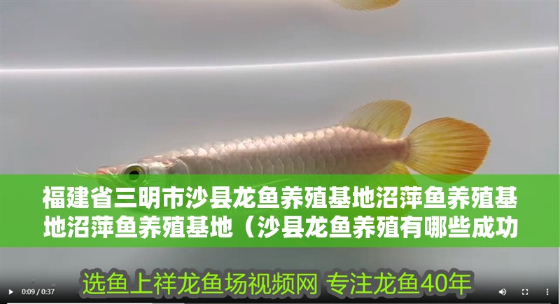 福建省三明市沙縣龍魚養殖基地沼萍魚養殖基地沼萍魚養殖基地（沙縣龍魚養殖有哪些成功案例）