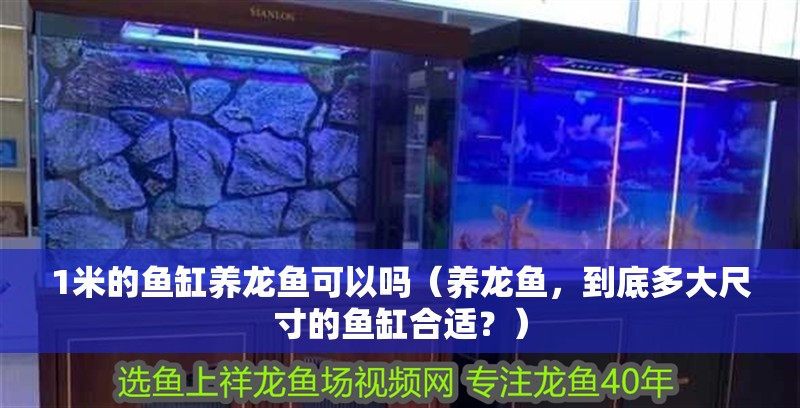 1米的魚缸養龍魚可以嗎（養龍魚，到底多大尺寸的魚缸合適？）