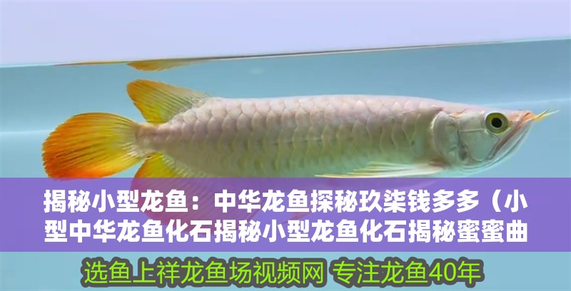 揭秘小型龍魚：中華龍魚探秘玖柒錢多多（小型中華龍魚化石揭秘小型龍魚化石揭秘蜜蜜曲奇餅芒果布丁）