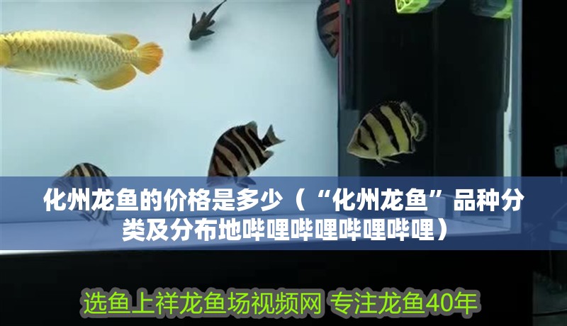 化州龍魚的價格是多少（“化州龍魚”品種分類及分布地嗶哩嗶哩嗶哩嗶哩）