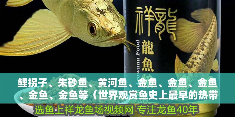 鯉拐子、朱砂魚、黃河魚、金魚、金魚、金魚、金魚、金魚等（世界觀賞魚史上最早的熱帶魚品種知識）
