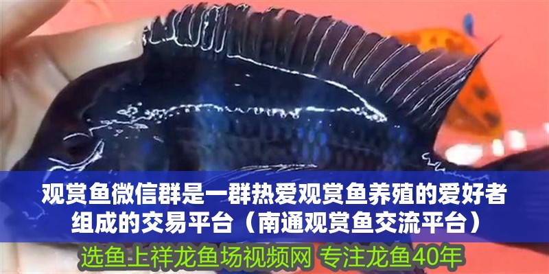 觀(guān)賞魚(yú)微信群是一群熱愛(ài)觀(guān)賞魚(yú)養(yǎng)殖的愛(ài)好者組成的交易平臺(tái)（南通觀(guān)賞魚(yú)交流平臺(tái)） 觀(guān)賞魚(yú)微信群是一群熱愛(ài)觀(guān)賞魚(yú)養(yǎng)殖的愛(ài)好者組成的交易平臺(tái)（南通觀(guān)賞魚(yú)交流平臺(tái)） 觀(guān)賞魚(yú)百科 第2張