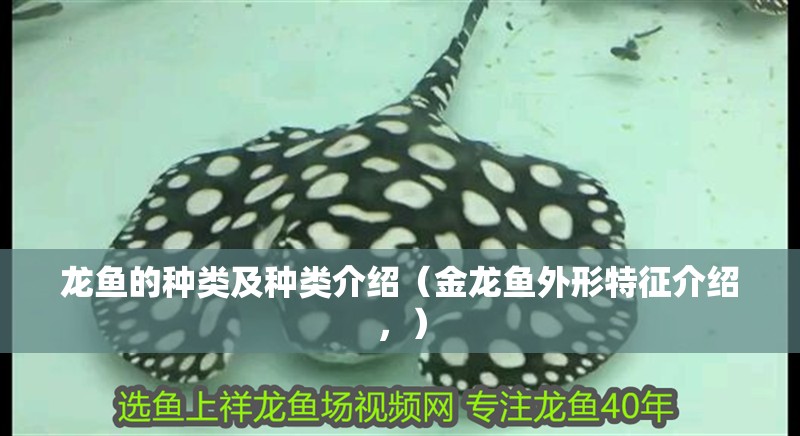 龍魚的種類及種類介紹（金龍魚外形特征介紹，）