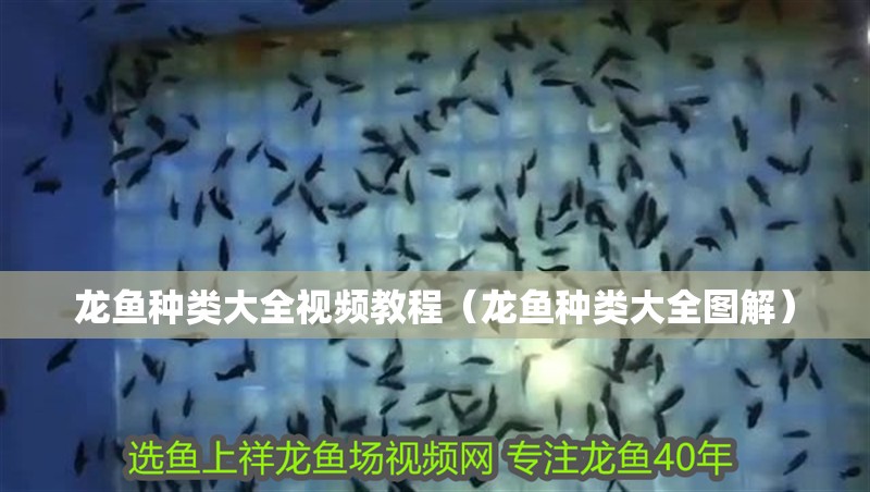 龍魚種類大全視頻教程（龍魚種類大全圖解）