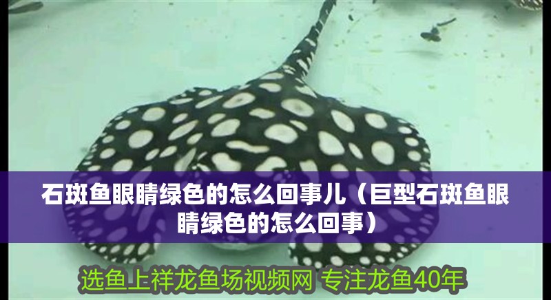 石斑魚眼睛綠色的怎么回事兒（巨型石斑魚眼睛綠色的怎么回事）