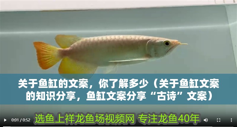 關于魚缸的文案，你了解多少（關于魚缸文案的知識分享，魚缸文案分享“古詩”文案）
