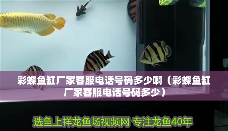 彩蝶魚缸廠家客服電話號碼多少啊（彩蝶魚缸廠家客服電話號碼多少）