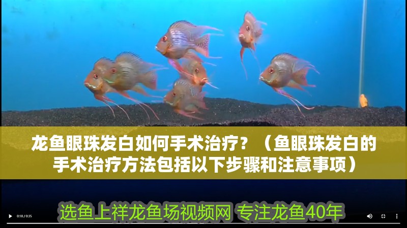 龍魚眼珠發(fā)白如何手術(shù)治療？（魚眼珠發(fā)白的手術(shù)治療方法包括以下步驟和注意事項）