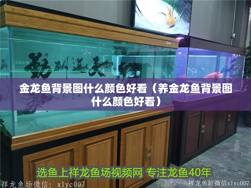 金龍魚(yú)背景圖什么顏色好看（養(yǎng)金龍魚(yú)背景圖什么顏色好看）