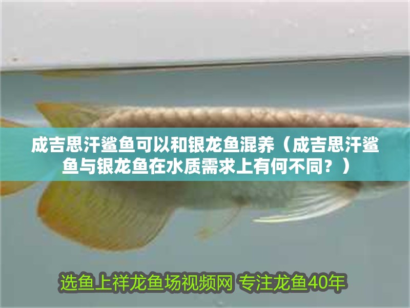 成吉思汗鯊魚可以和銀龍魚混養（成吉思汗鯊魚與銀龍魚在水質需求上有何不同？）