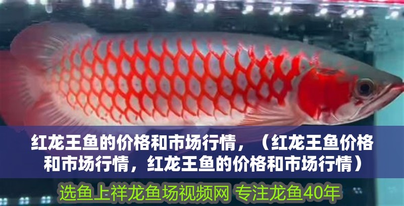 紅龍王魚的價格和市場行情，（紅龍王魚價格和市場行情，紅龍王魚的價格和市場行情）