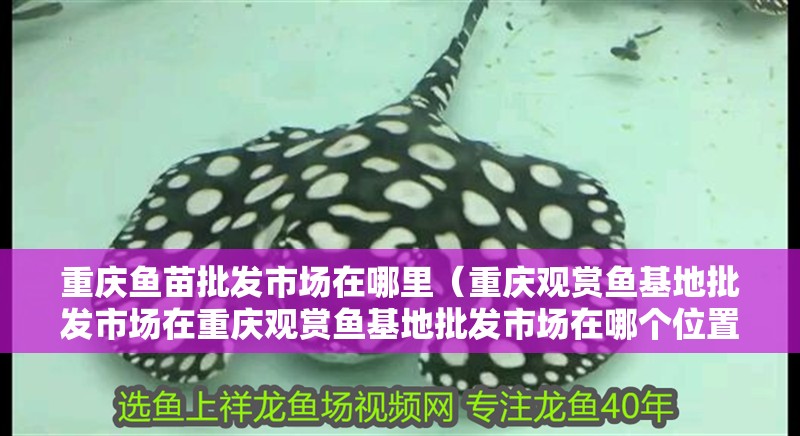 重慶魚苗批發市場在哪里（重慶觀賞魚基地批發市場在重慶觀賞魚基地批發市場在哪個位置）