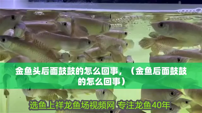 金魚頭后面鼓鼓的怎么回事，（金魚后面鼓鼓的怎么回事）