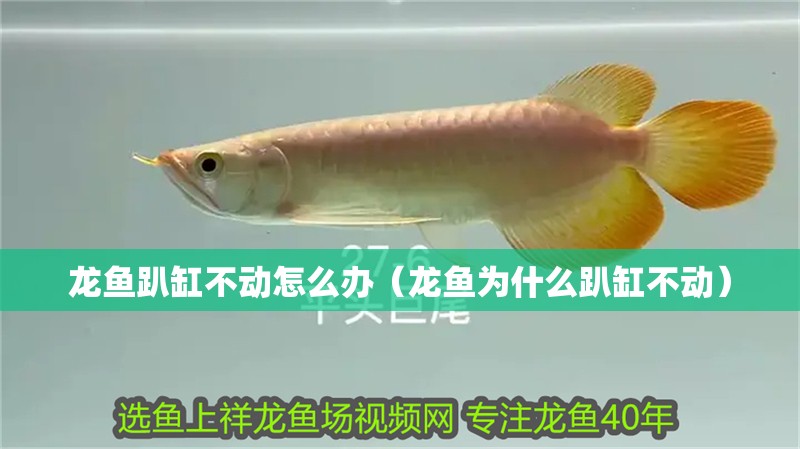 龍魚趴缸不動(dòng)怎么辦（龍魚為什么趴缸不動(dòng)）