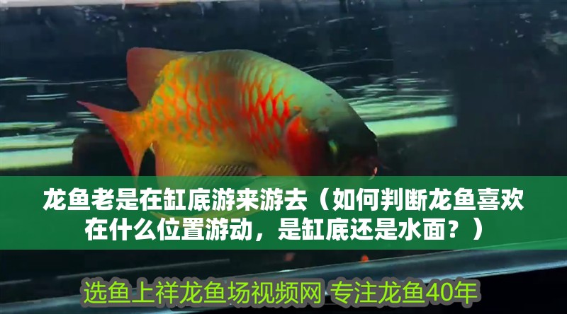 龍魚老是在缸底游來游去（如何判斷龍魚喜歡在什么位置游動，是缸底還是水面？）