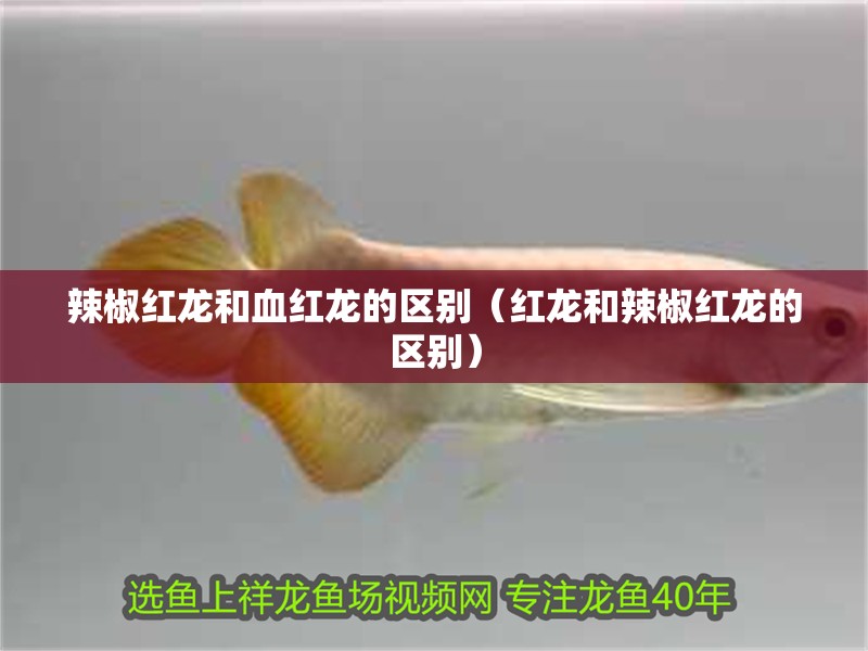 辣椒紅龍和血紅龍的區別（紅龍和辣椒紅龍的區別）