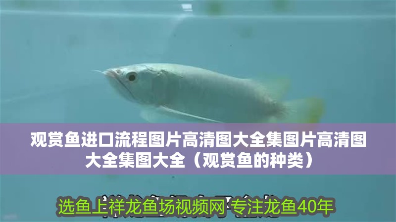觀賞魚進口流程圖片高清圖大全集圖片高清圖大全集圖大全（觀賞魚的種類）