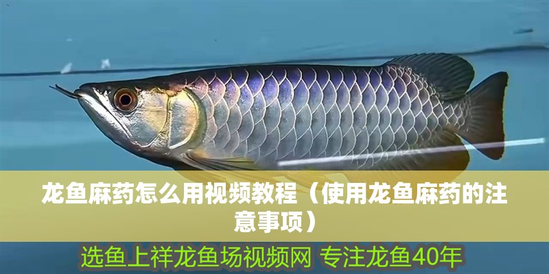 龍魚麻藥怎么用視頻教程（使用龍魚麻藥的注意事項）