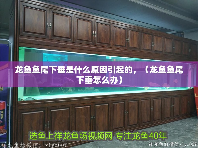 龍魚魚尾下垂是什么原因引起的，（龍魚魚尾下垂怎么辦）