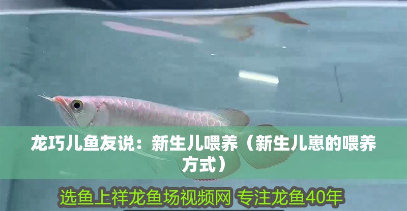 龍巧兒魚友說：新生兒喂養(yǎng)（新生兒崽的喂養(yǎng)方式）