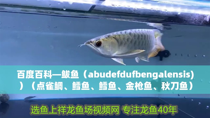 百度百科—鲅魚(yú)（abudefdufbengalensis)）（點(diǎn)雀鯛、鱈魚(yú)、鱈魚(yú)、金槍魚(yú)、秋刀魚(yú)）