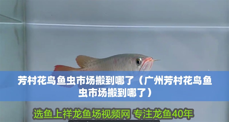 芳村花鳥魚蟲市場搬到哪了（廣州芳村花鳥魚蟲市場搬到哪了）