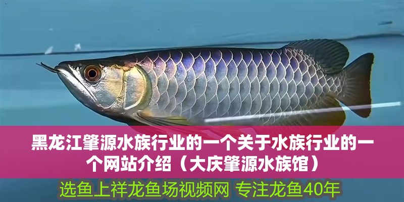 黑龍江肇源水族行業的一個關于水族行業的一個網站介紹（大慶肇源水族館）