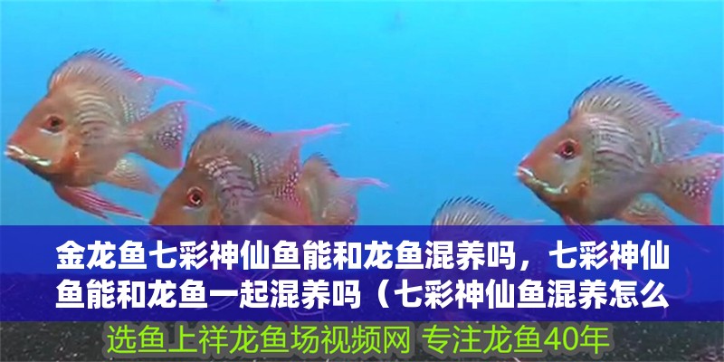 金龍魚七彩神仙魚能和龍魚混養嗎，七彩神仙魚能和龍魚一起混養嗎（七彩神仙魚混養怎么樣）