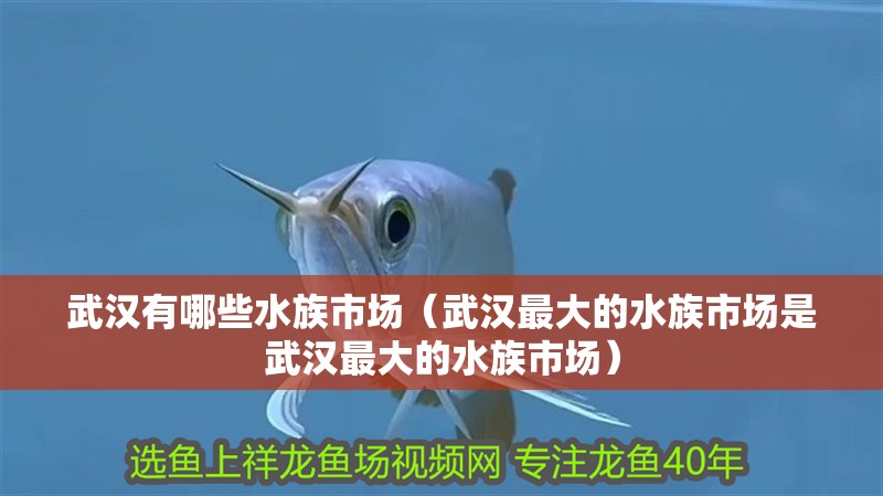 武漢有哪些水族市場（武漢最大的水族市場是武漢最大的水族市場）