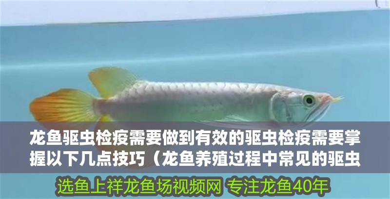 龍魚驅蟲檢疫需要做到有效的驅蟲檢疫需要掌握以下幾點技巧（龍魚養殖過程中常見的驅蟲檢疫需要掌握以下幾點技巧）