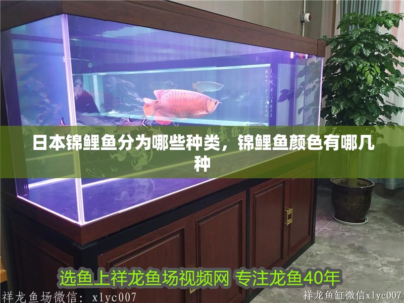 日本錦鯉魚分為哪些種類，錦鯉魚顏色有哪幾種