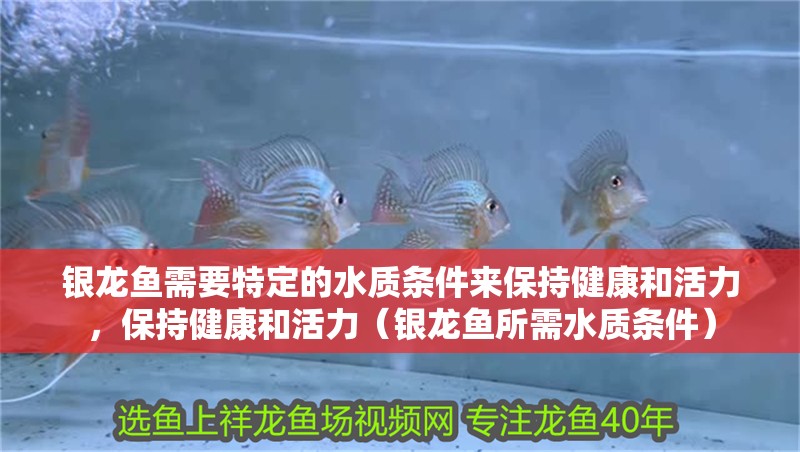 銀龍魚需要特定的水質(zhì)條件來保持健康和活力，保持健康和活力（銀龍魚所需水質(zhì)條件）