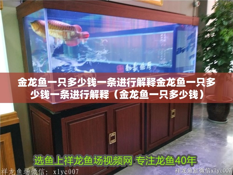 金龍魚一只多少錢一條進(jìn)行解釋金龍魚一只多少錢一條進(jìn)行解釋（金龍魚一只多少錢）