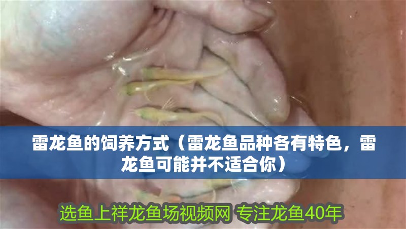 雷龍魚的飼養方式（雷龍魚品種各有特色，雷龍魚可能并不適合你）
