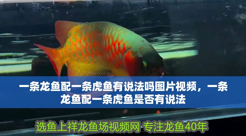 一條龍魚配一條虎魚有說法嗎圖片視頻，一條龍魚配一條虎魚是否有說法