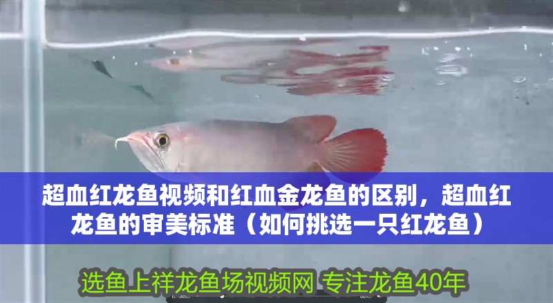 超血紅龍魚視頻和紅血金龍魚的區別，超血紅龍魚的審美標準（如何挑選一只紅龍魚）