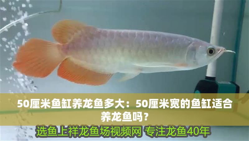 50厘米魚缸養龍魚多大：50厘米寬的魚缸適合養龍魚嗎？
